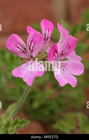 Pelargonium 'Pink Capitatum', auch Rosa Steinbock genannt, Blüte im Garten Grenze im Spätsommer, England, Großbritannien Stockfoto