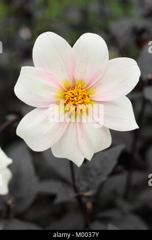 Einzelne weiße Blume und dunklen Laub von Dahlia 'Twyning ist nach Acht' in der Blüte im Garten Grenze im Spätsommer (September), England, Großbritannien Stockfoto