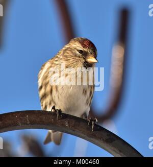 Weibliche Common Redpoll warten auf Sie am Anleger. In der Südlichen Inneren von Britisch-Kolumbien, Kanada am Januar 15, 2018 3:25 PM. Stockfoto