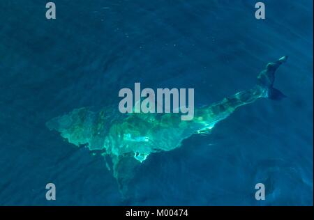 Great White Shark (Carcharodon carcharias) im Wasser. Pazifischen Ozean in der Nähe der Küste von Südafrika Stockfoto