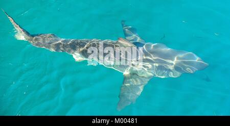 Great White Shark (Carcharodon carcharias) im Wasser. Pazifischen Ozean in der Nähe der Küste von Südafrika Stockfoto