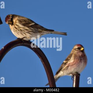 Ein paar gemeinsame Redpolls sitzen auf einem Fütterung barsch. Im Süden von British Columbia, Kanada am Januar 15, 2018 3:35 PM. Stockfoto