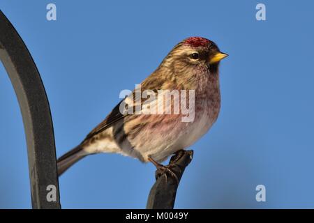 Niedlichen Common Redpoll männlichen sitzen auf einer Stange in der südlichen Inneren von Britisch-Kolumbien, Kanada am Januar 15, 2018 um 3:45 Uhr. Stockfoto
