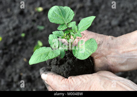 Nahaufnahme der Kartoffel Sämling in der Gärtner die Hände vor der Transplantation Stockfoto