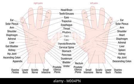 Hand Reflexzonen Massage zone Karte mit Bereichen und die Namen der entsprechenden internen Organe und Körperteile - Hautfarbe. Stockfoto