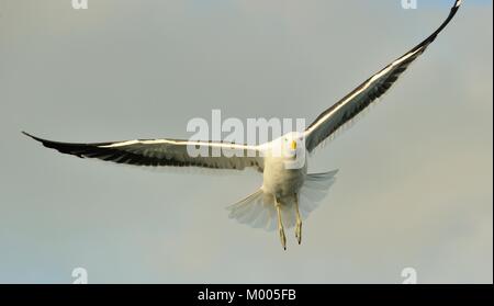 Kelp Möwe (Larus dominicanus), auch bekannt als der Dominikaner Möwe und Schwarz unterlegt Kelp Gull. Die False Bay, Südafrika Stockfoto