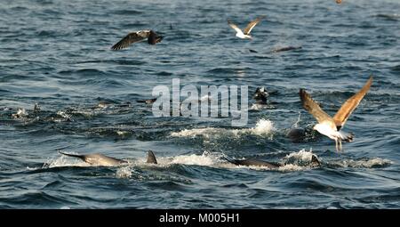 Gruppe von Delphinen, Schwimmen im Meer und auf der Jagd nach Fischen. Die springende Delfine kommt aus dem Wasser. Die lange-beaked Common dolphin (wissenschaftliche n Stockfoto