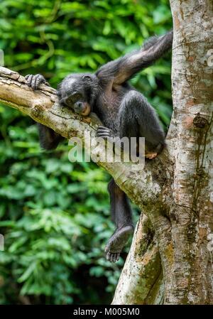 Das Portrait des Jugendlichen Bonobo auf dem Baum im natürlichen Lebensraum. Grünen Hintergrund. Der Bonobo (Pan paniscus), die sog. pygmy Schimpansen. De Stockfoto