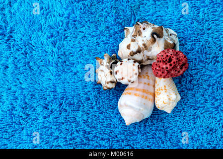 Muscheln auf dem Handtuch Stockfoto