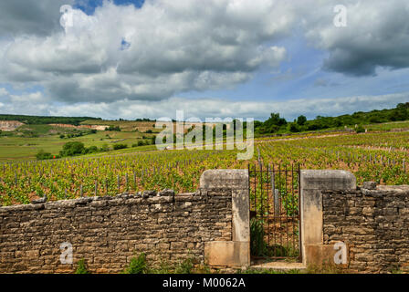 LE MONTRACHET WEINBERG Eingangstor zum exklusiven Grand Montrachet Weinberg Puligny-Montrachet, Côte d'Or, Frankreich. [Côte de Beaune Grand Cru] Stockfoto