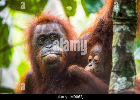 Mutter Orang-utan und Cub in einen natürlichen Lebensraum. Bornesischen Orang-utan (Pongo pygmaeus wurmbii) in der wilden Natur. Regenwald der Insel Borneo. Indonesien. Stockfoto