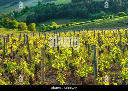 Hautes Côtes de Beaune Reben Bezeichnung für Rot-, Weiß- und Roséweine aus Weinbergen produziert auf Pisten des Hautes Côtes de Beaune Burgund Frankreich Stockfoto