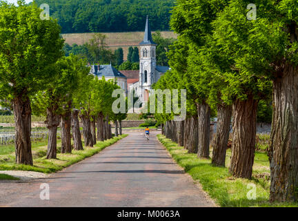 ALOXE CORTON RUE DE BEAUNE WEINDORF HÜGEL VON CORTON, Dorf, Kirche, von Bäumen gesäumten Allee Straße mit einem Radfahrer Cote de Beaune, Burgund, Frankreich Stockfoto