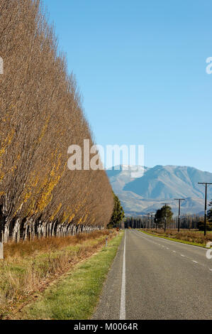 Gerade Straße mit Allee der Bäume im Herbst Farbe, Neuseeland Stockfoto