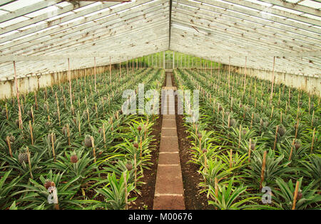 Eine ananases Arruda - Ananas Plantage, Fajã de Baixo, Ponta Delgada, Sao Miguel, Azoren, Portugal Stockfoto