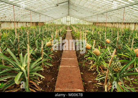 Eine ananases Arruda - Ananas Plantage, Fajã de Baixo, Ponta Delgada, Sao Miguel, Azoren, Portugal Stockfoto