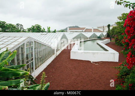 "Ananas ein Arruda' - Ananas Plantage in Faja de Baixo, Sao Miguel, Azoren, Portugal Stockfoto