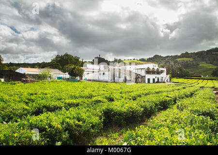 Chá Gorreana - älteste Tee Plantage in São Miguel, Azoren, Portugal Stockfoto