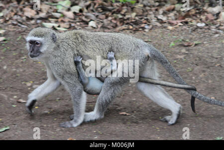 Vervet Affen walking mit Baby an Bauch, bei Mosi-Oa-Tunya Nationalpark Victoriafälle, Simbabwe. Stockfoto