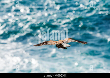 Eine männliche Turmfalken, Falco Tinnunculus, schwebt über dem Meer an der Cornish Küste in der Nähe von St Just, UK. Stockfoto