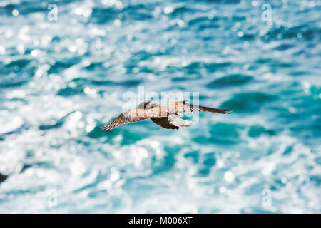 Eine männliche Turmfalken, Falco Tinnunculus, schwebt über dem Meer an der Cornish Küste in der Nähe von St Just, UK. Stockfoto