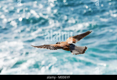 Eine männliche Turmfalken, Falco Tinnunculus, schwebt über dem Meer an der Cornish Küste in der Nähe von St Just, UK. Stockfoto