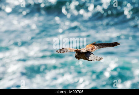 Eine männliche Turmfalken, Falco Tinnunculus, schwebt über dem Meer an der Cornish Küste in der Nähe von St Just, UK. Stockfoto