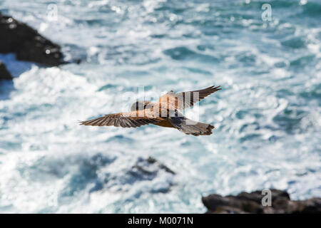 Eine männliche Turmfalken, Falco Tinnunculus, schwebt über dem Meer an der Cornish Küste in der Nähe von St Just, UK. Stockfoto