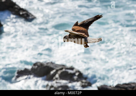 Eine männliche Turmfalken, Falco Tinnunculus, schwebt über dem Meer an der Cornish Küste in der Nähe von St Just, UK. Stockfoto