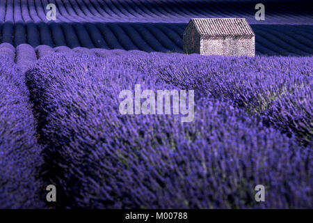 Valensole, Provence, Frankreich. Lavendelfeld in der Blüte Stockfoto
