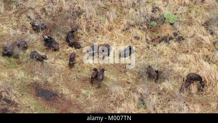 Direkter Blick auf Büffel in der Savanne in der Nähe von Victoria Falls, Mosi-Oa-Tunya, Simbabwe. Stockfoto