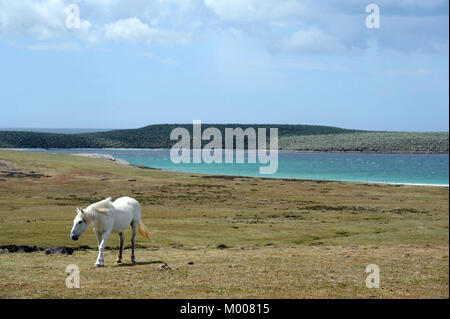 Foto © Mark Lewis (07885-581148) East Falkland Stockfoto