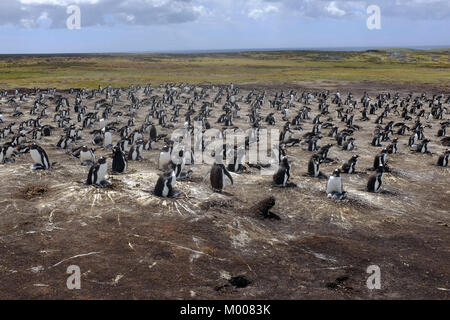 Foto © Mark Lewis (07885-581148) Gentoo Penguins Stockfoto