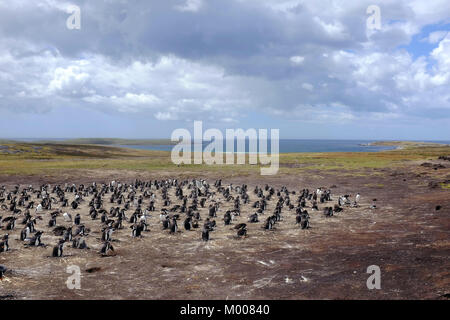 Foto © Mark Lewis (07885-581148) Gentoo Penguins Stockfoto