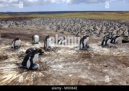 Foto © Mark Lewis (07885-581148) Gentoo Penguins Stockfoto