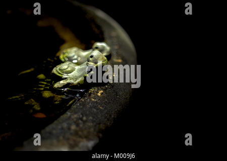 Ein Paar der kleinen Krokodil Keramik Puppe platziert Teich im Topf, selektiver Fokus in den dunklen Ton. Stockfoto