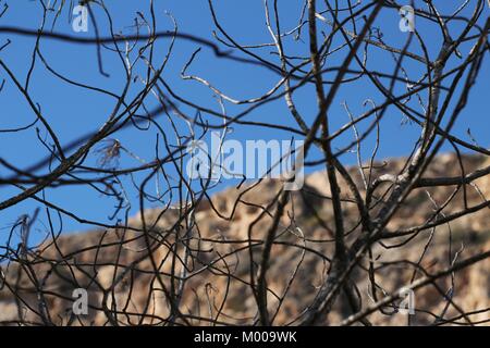 Trockene Zweige Textur im Berg Stockfoto