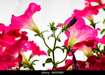 Petunien vor einem weißen Hintergrund. Petunia ist Gattung von 35 Arten von Blütenpflanzen Südamerikanischer Herkunft, Stockfoto