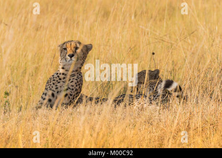 Etwas fängt das Auge einer jungen männlichen cheetah, während sein Bruder an der heißeste Teil des Tages schläft. Stockfoto