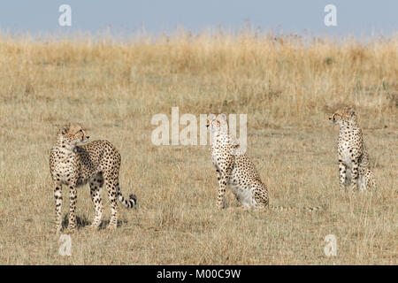 Drei Geparden Scannen nach Beute auf die Masai Mara, Kenia Stockfoto