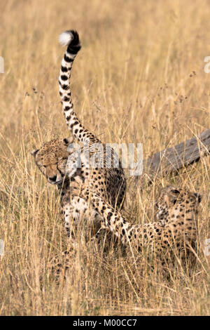 Ein paar junge männliche Geparden spielen - Kämpfe in der langen, trockenen Gras der Masai Mara, Kenia Stockfoto