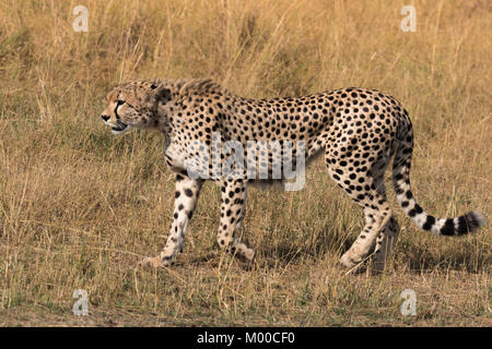 Ein hungriger Mann Gepard jagt durch das trockene Gras der Masai Mara, Kenia Stockfoto