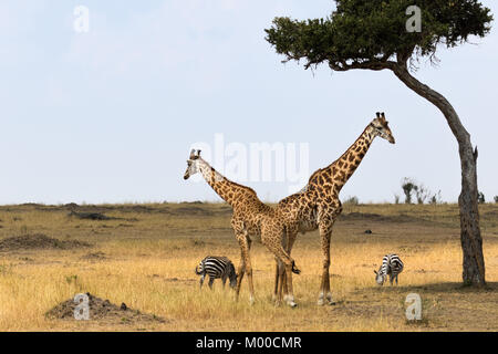 Zwei männlichen Giraffen Rest unter einer Akazie, während ein paar Zebras grasen, auf der Masai Mara, Kenia Stockfoto