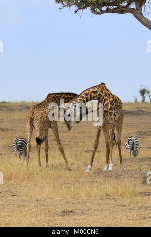 Zwei männlichen Giraffen in der Masai Mara, Kenia Bekämpfung Stockfoto