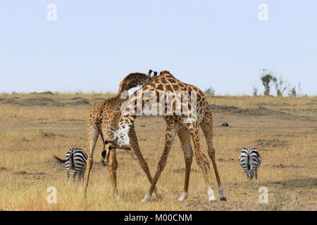 Zwei männlichen Giraffen in der Masai Mara, Kenia Bekämpfung Stockfoto