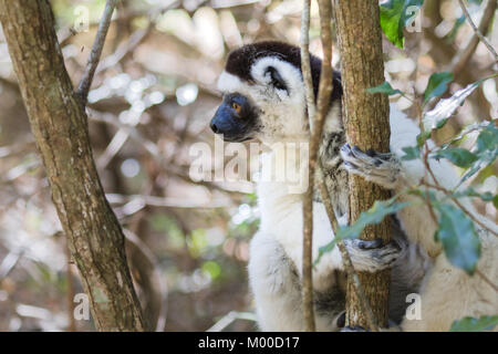 Verreaux's (tanzen) sifaka Stockfoto