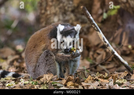 Ring tailed lemur Fütterung auf den Waldboden im Isalo Nationalpark, Madagaskar Stockfoto