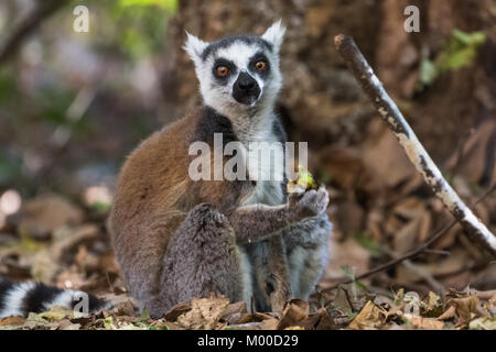 Ring tailed lemur Fütterung auf den Waldboden im Isalo Nationalpark, Madagaskar Stockfoto