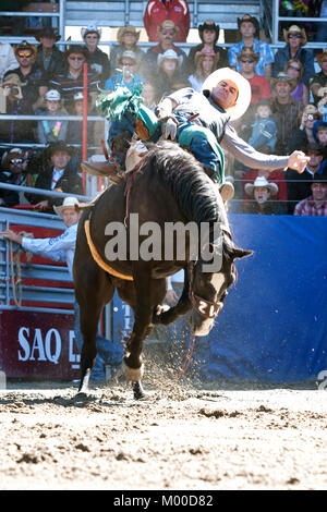 St-Tite, Kanada, 10. September 2011. Cowboy zu Reiten ohne Sattel Konkurrenz an der St-Tite Western Festival. Credit: Mario Beauregard/Alamy leben Nachrichten Stockfoto