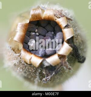 Samen von Red Campion, Silene dioica Stockfoto